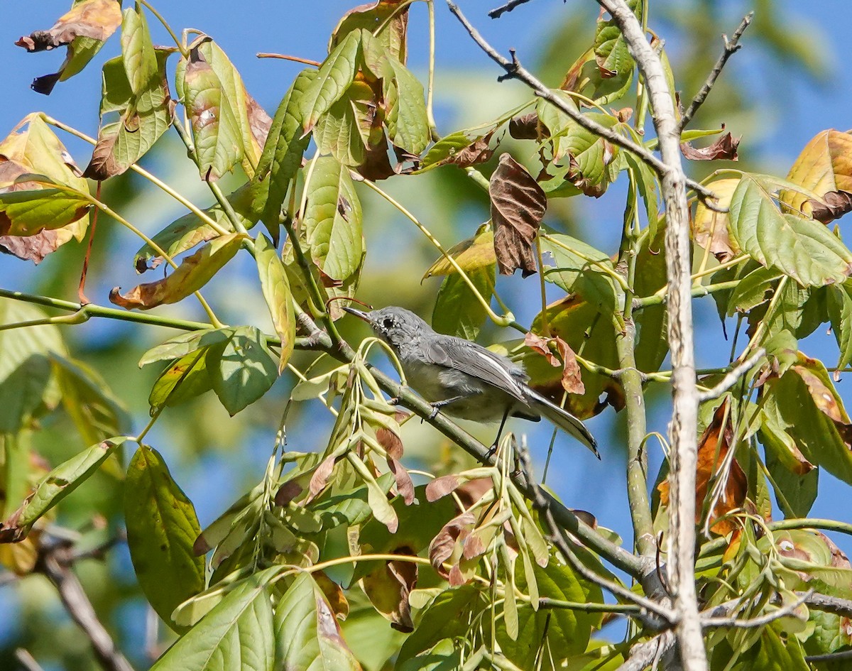 Blue-gray Gnatcatcher - ML641310109