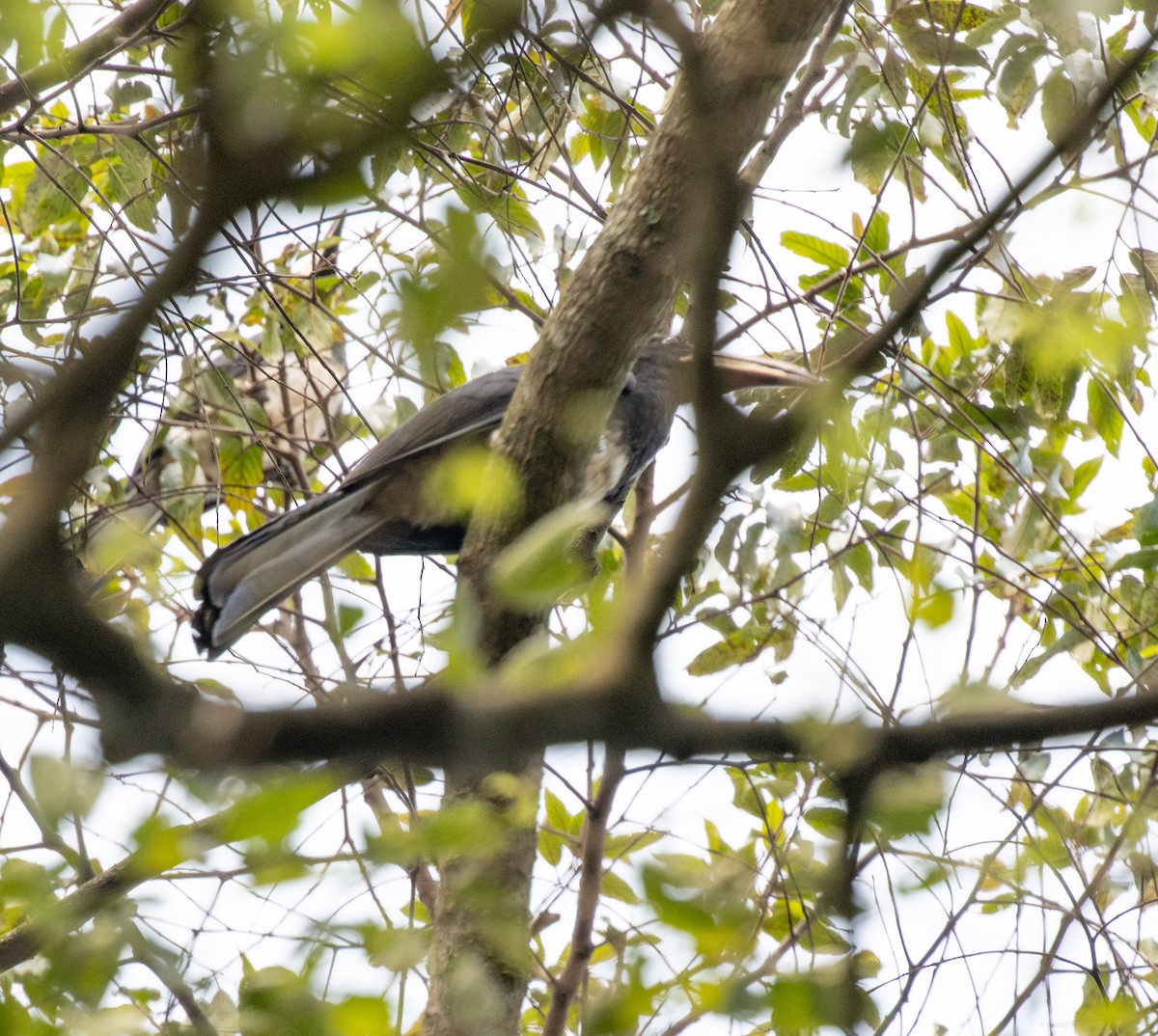 Congo Pied Hornbill - ML641310125