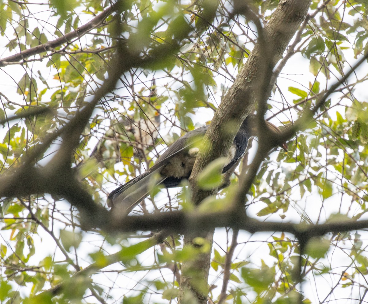 Congo Pied Hornbill - ML641310131