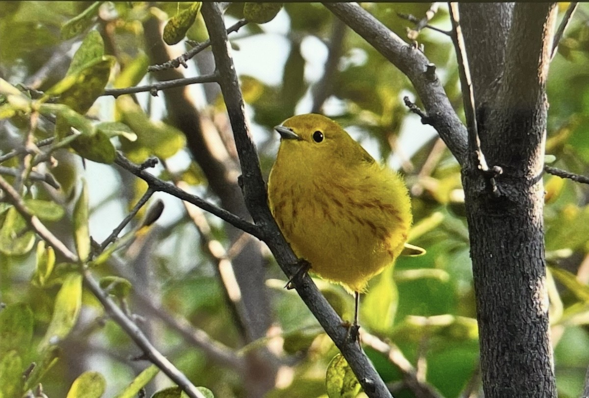 Yellow Warbler - ML641310157
