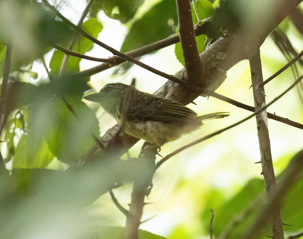 Speckled Tinkerbird - ML641310159