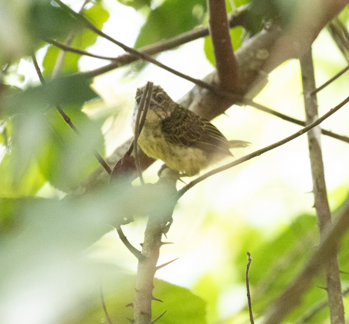 Speckled Tinkerbird - ML641310164