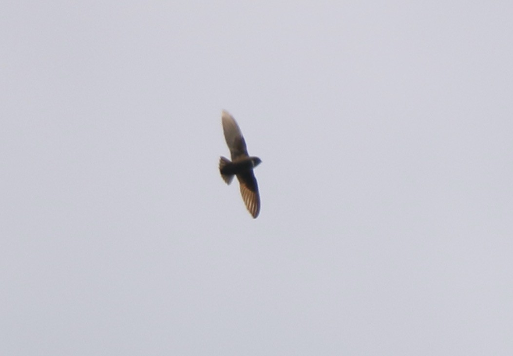 White-chested Swift - ML641310178