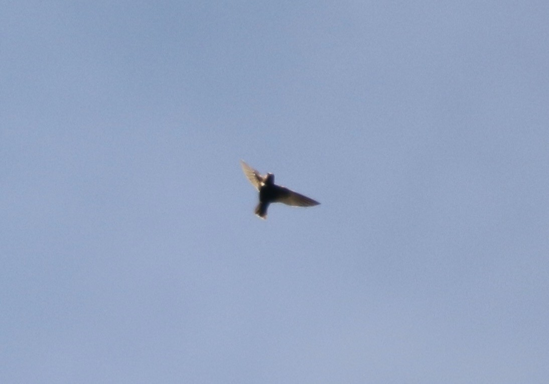 White-chested Swift - ML641310179