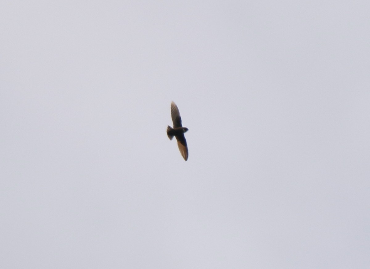 White-chested Swift - ML641310180