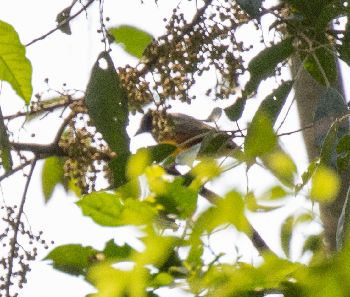 Rufous Flycatcher-Thrush - ML641310231