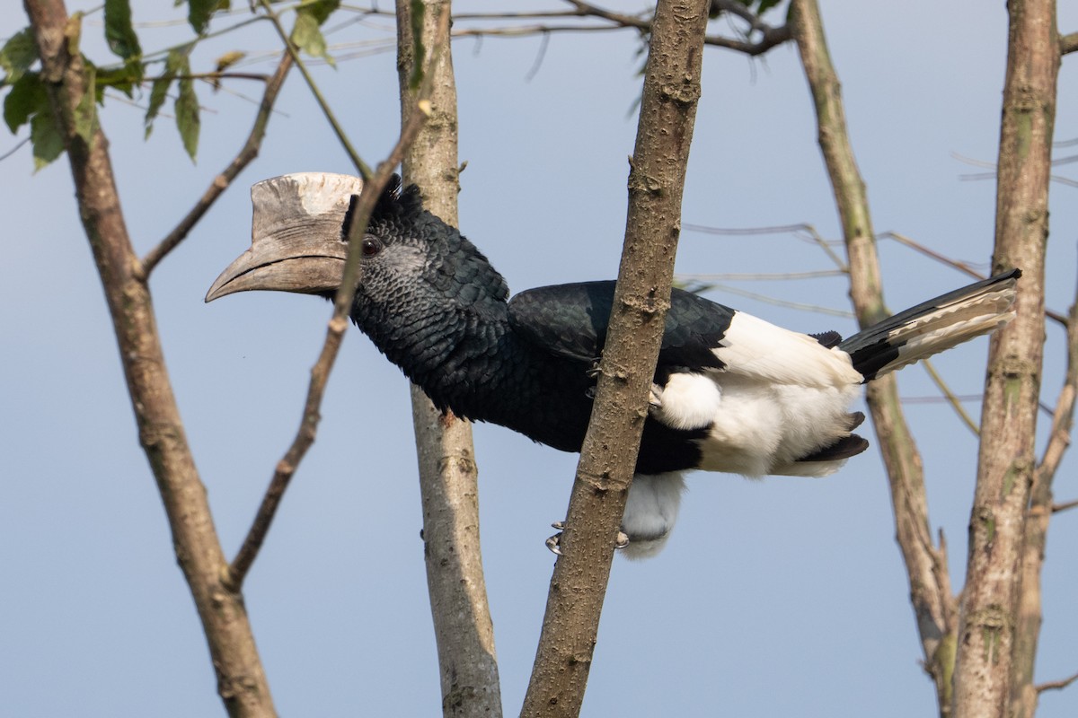 Grauwangen-Hornvogel - ML641310233