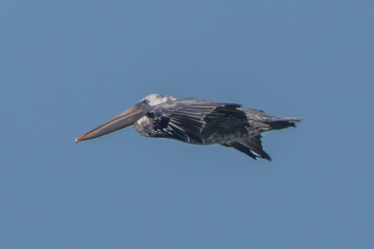 Brown Pelican - ML641310255
