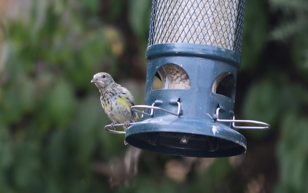 Eurasian Siskin - ML641310265