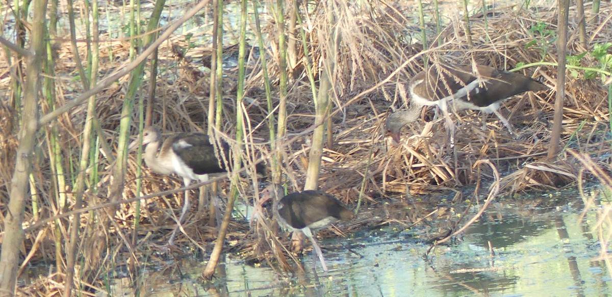 White Ibis - ML641310266
