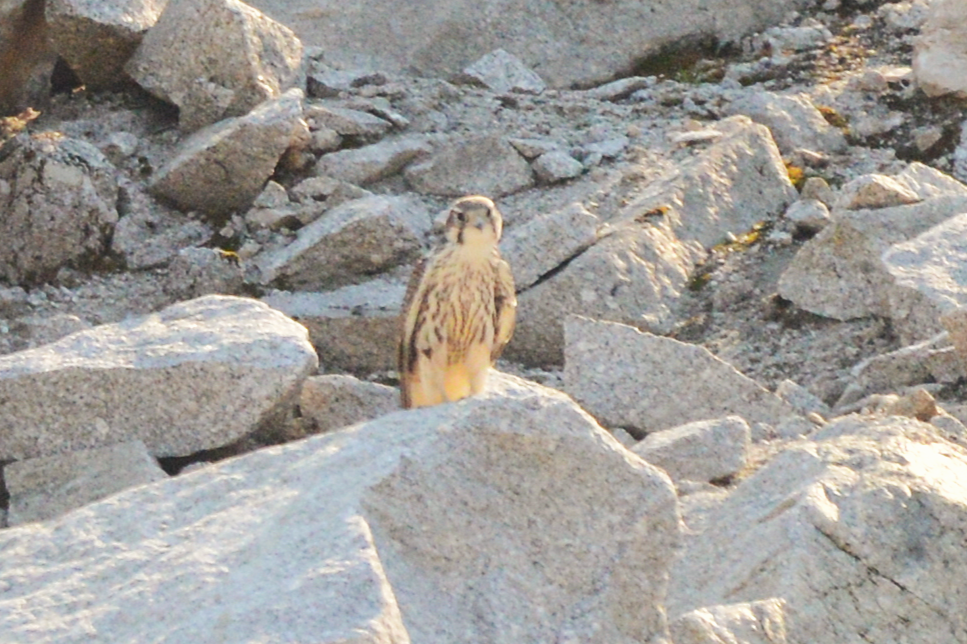 Prairie Falcon - ML641310280