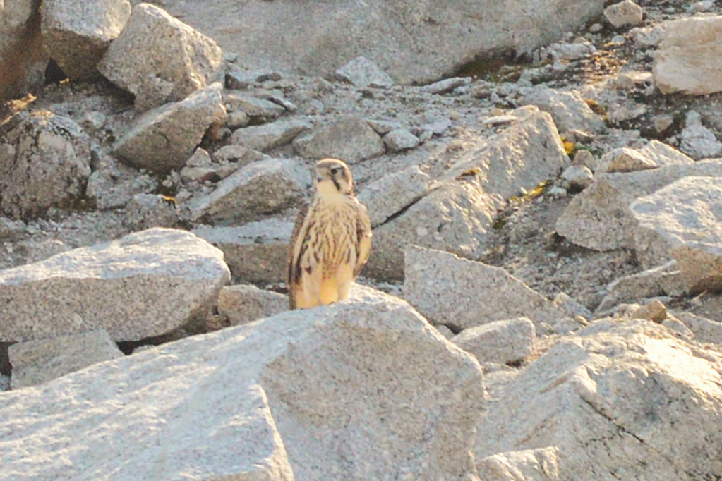 Prairie Falcon - ML641310281