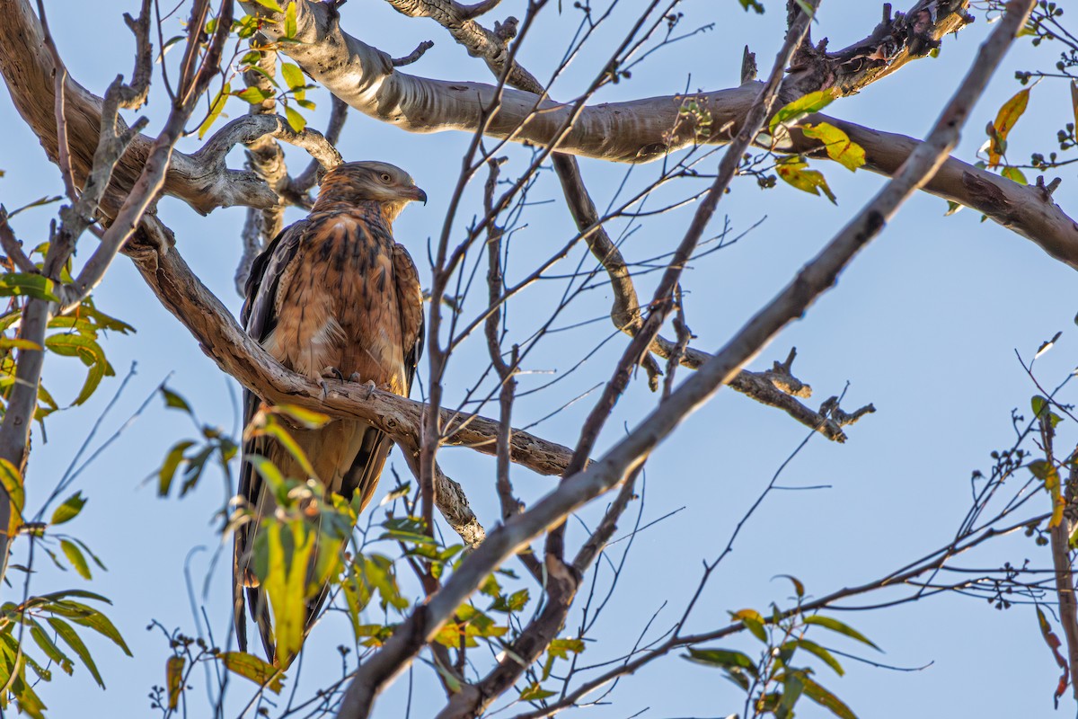 Square-tailed Kite - ML641310300