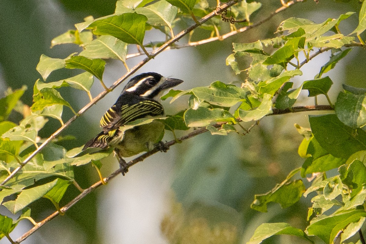 Yellow-rumped Tinkerbird - ML641310327