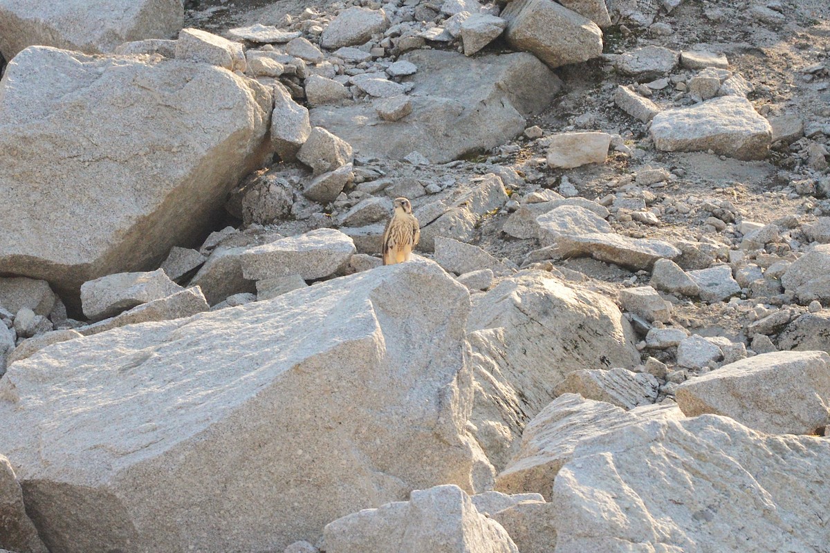 Prairie Falcon - ML641310328