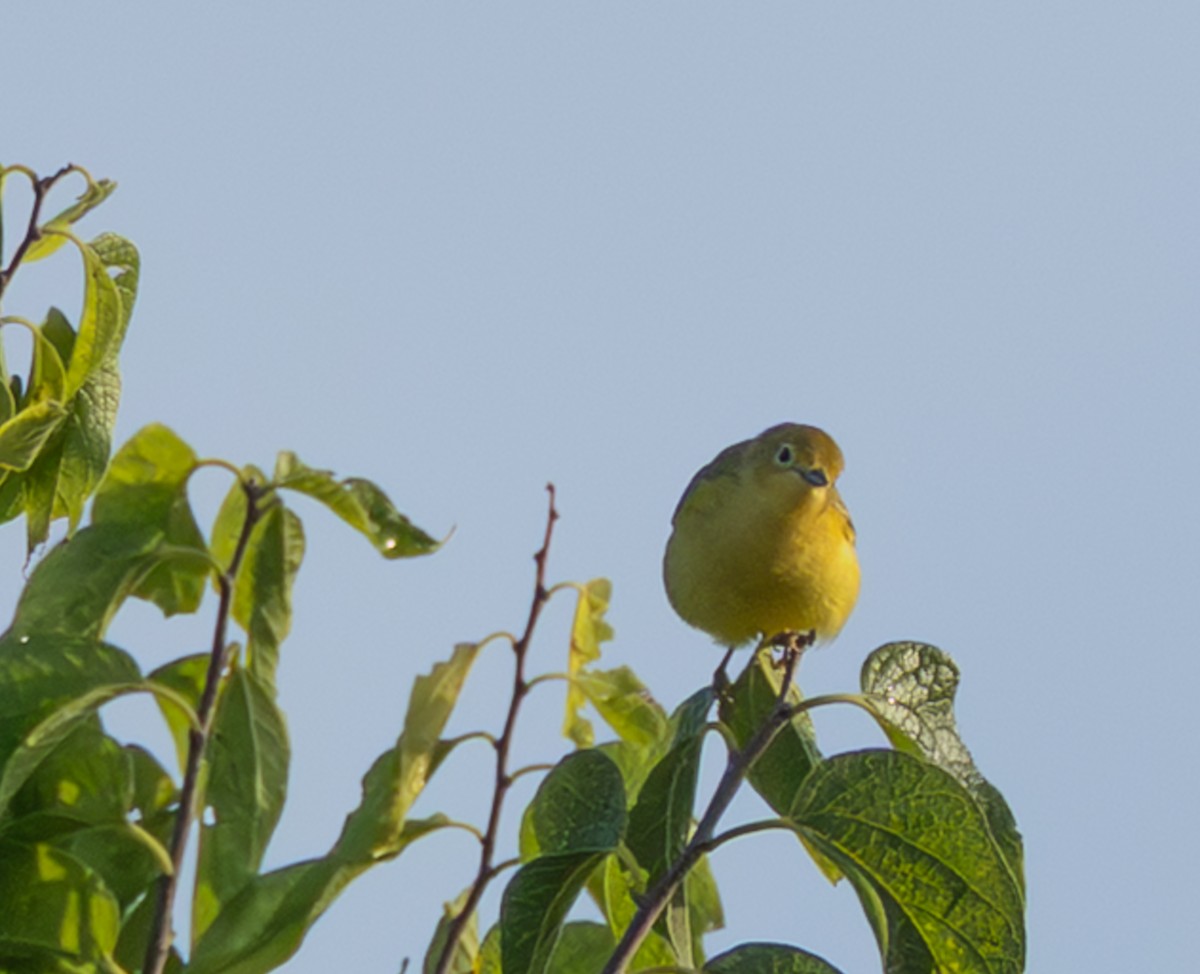 Yellow Warbler (Northern) - ML641310354