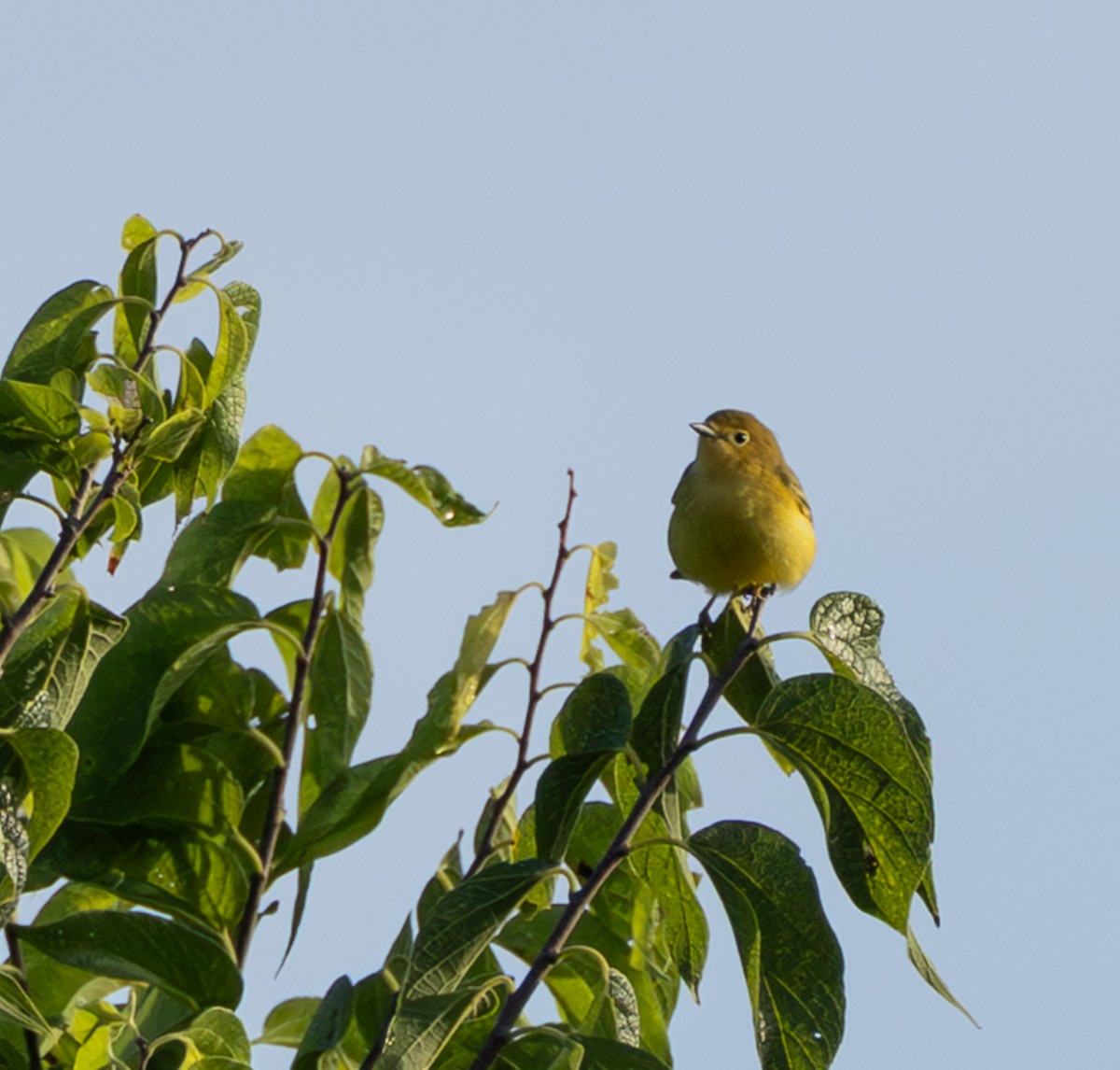 Yellow Warbler (Northern) - ML641310356