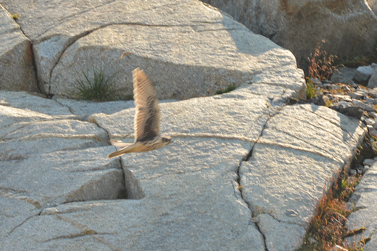 Prairie Falcon - ML641310385