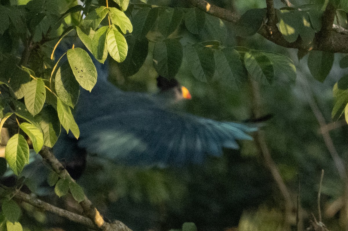 Great Blue Turaco - ML641310404