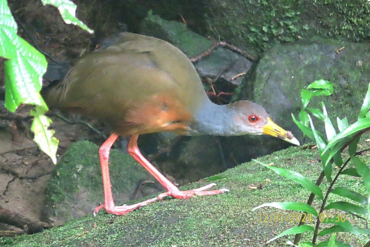 Gray-cowled Wood-Rail - ML641310405