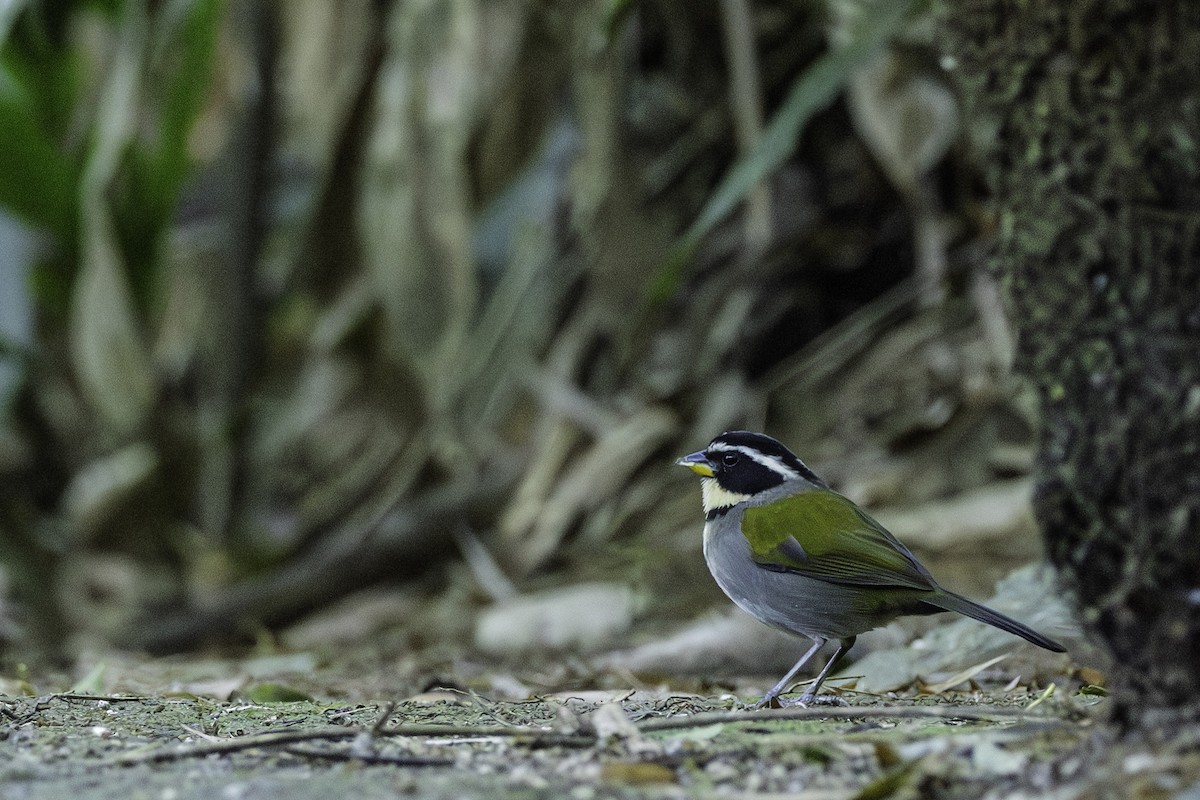 Half-collared Sparrow - ML641310407