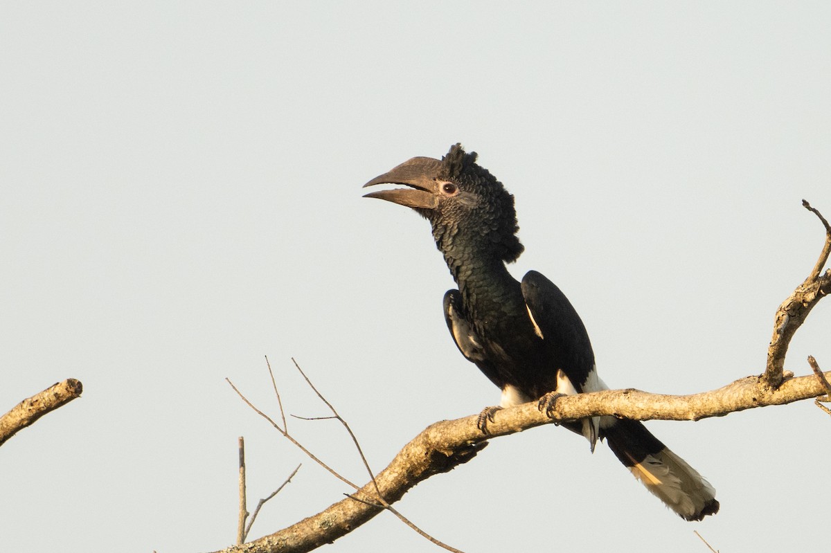 Grauwangen-Hornvogel - ML641310416