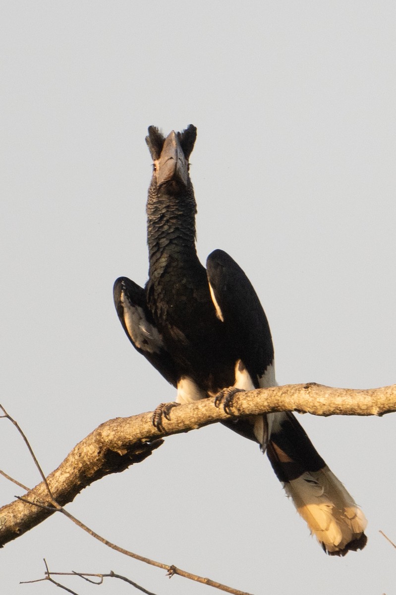 Grauwangen-Hornvogel - ML641310417