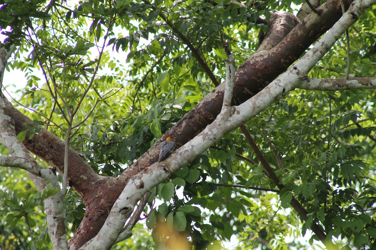 Golden-cheeked Woodpecker - ML641310420