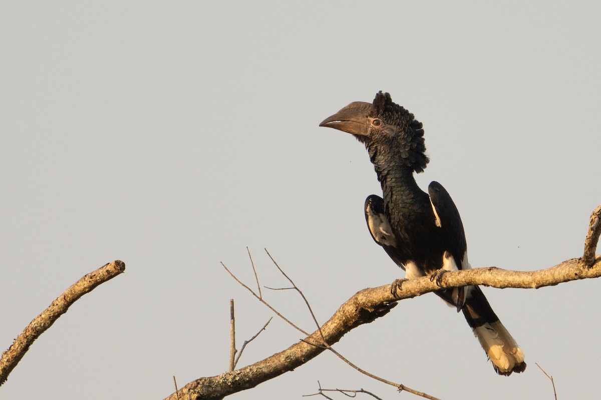 Grauwangen-Hornvogel - ML641310422