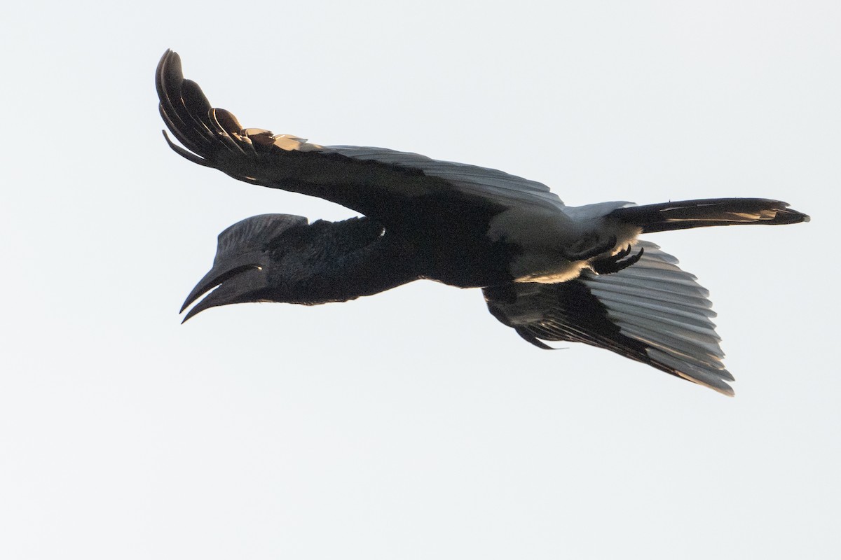 Grauwangen-Hornvogel - ML641310428