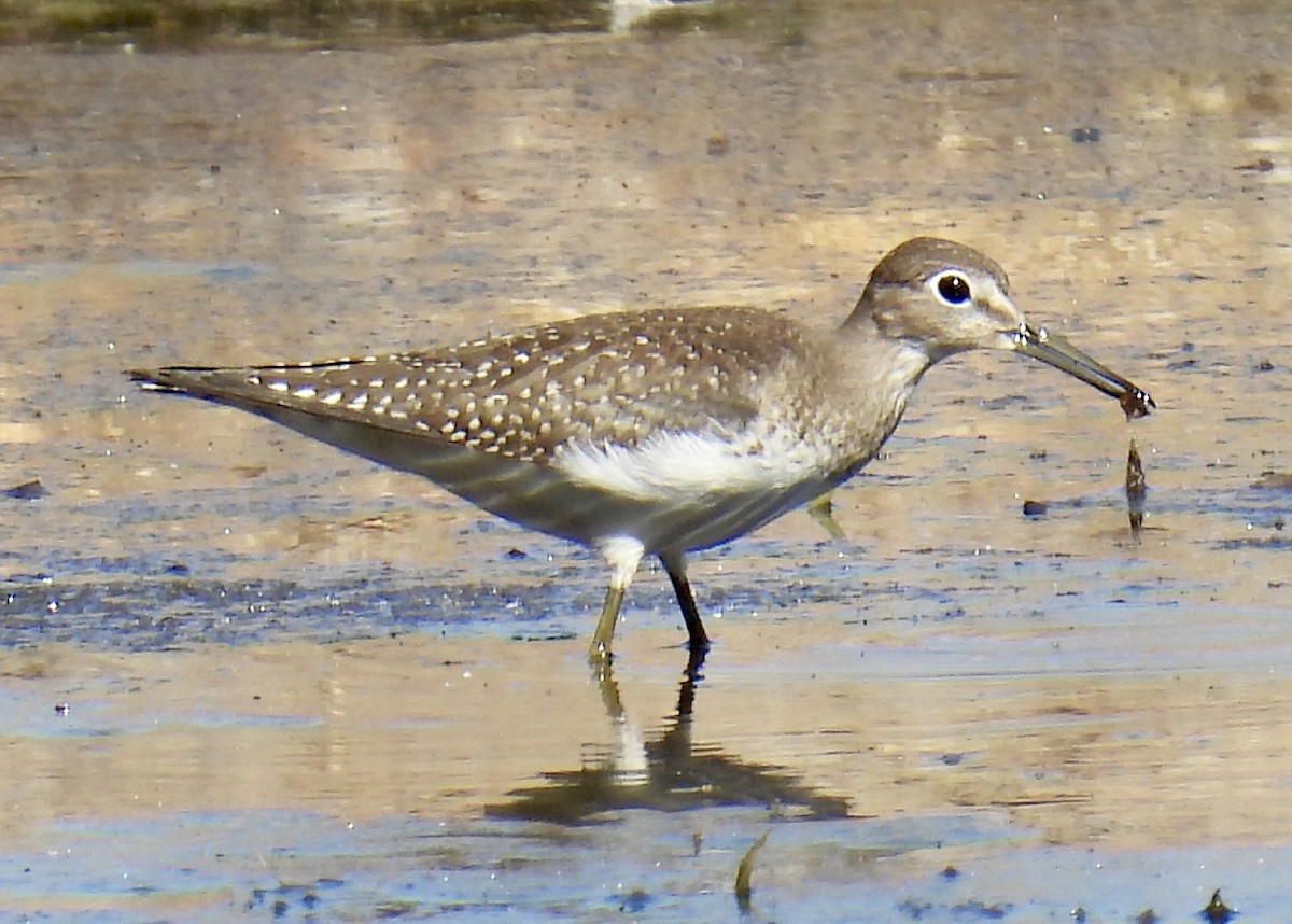 Einsiedelwasserläufer - ML641310429