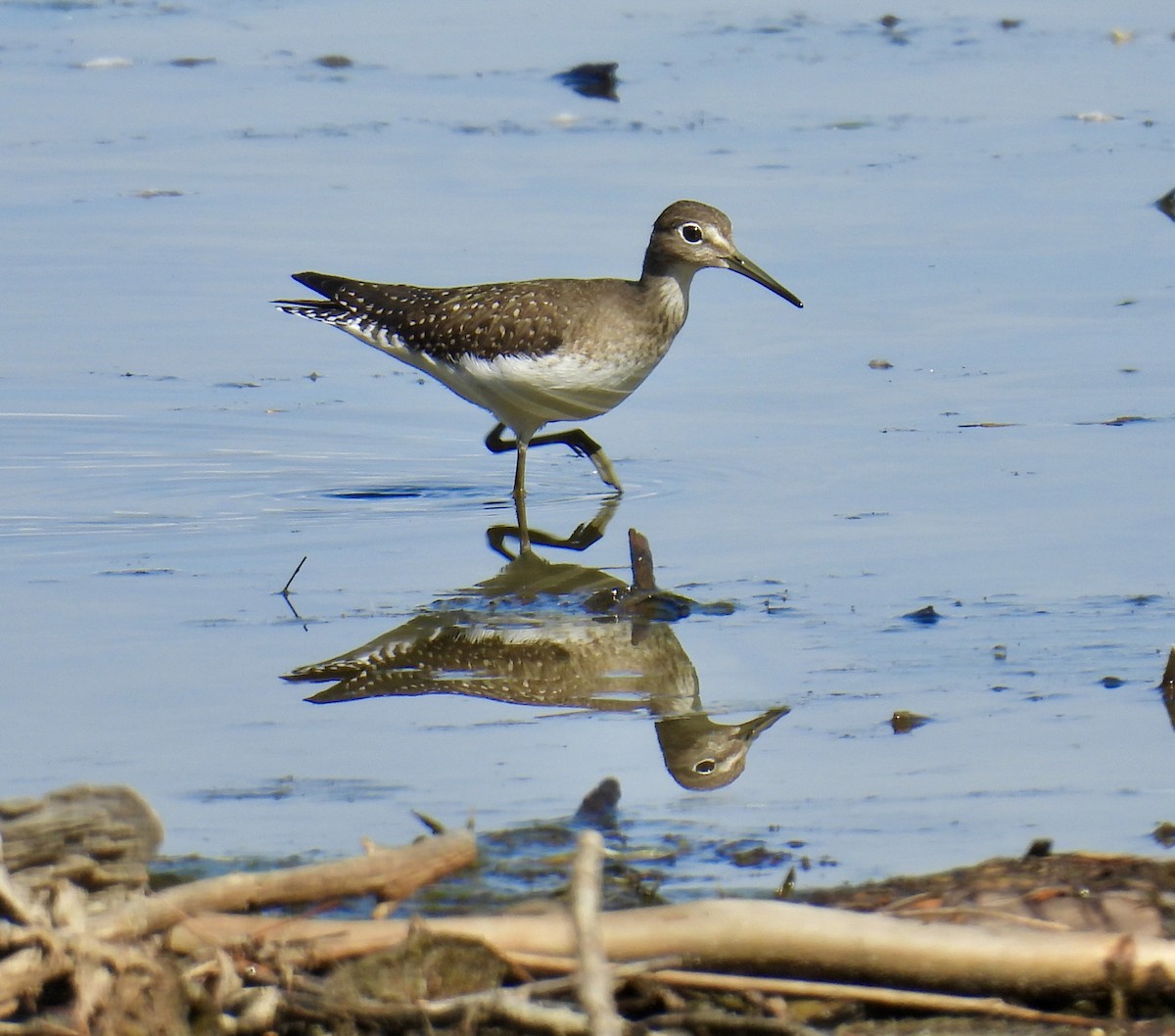 Einsiedelwasserläufer - ML641310431