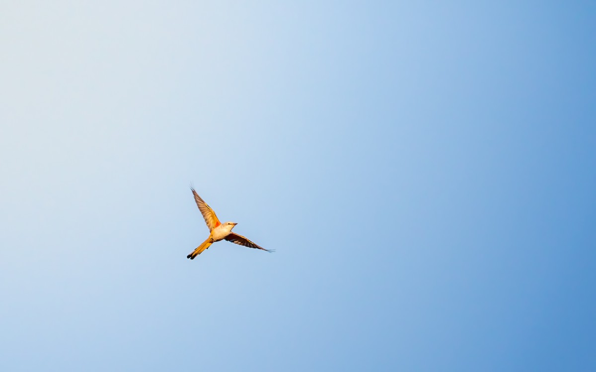 Scissor-tailed Flycatcher - ML641310503