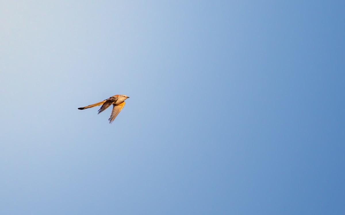 Scissor-tailed Flycatcher - ML641310504