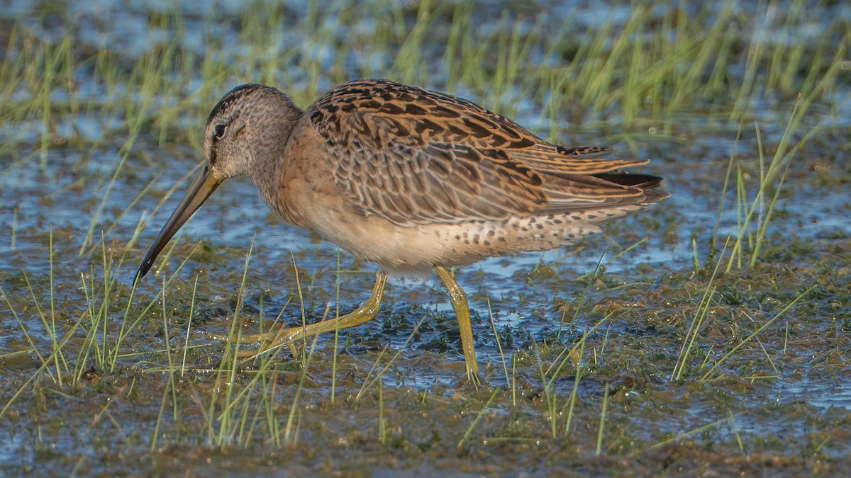 Short-billed Dowitcher - ML641310507
