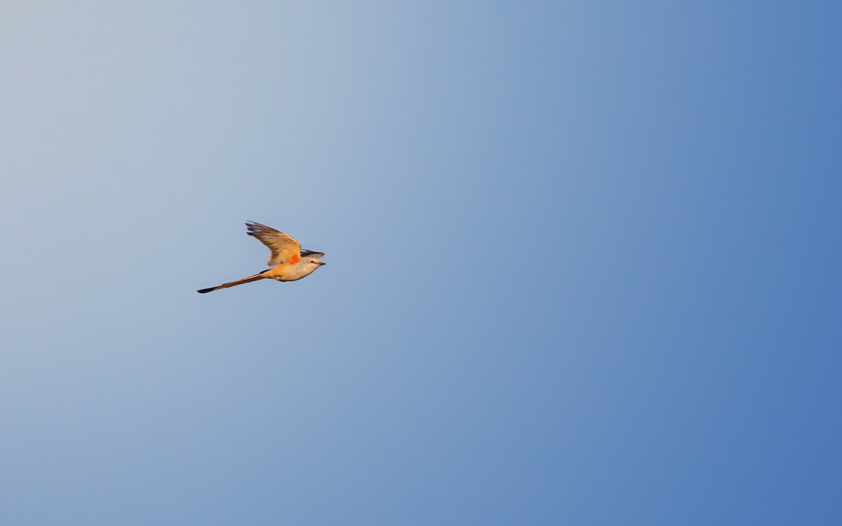 Scissor-tailed Flycatcher - ML641310508