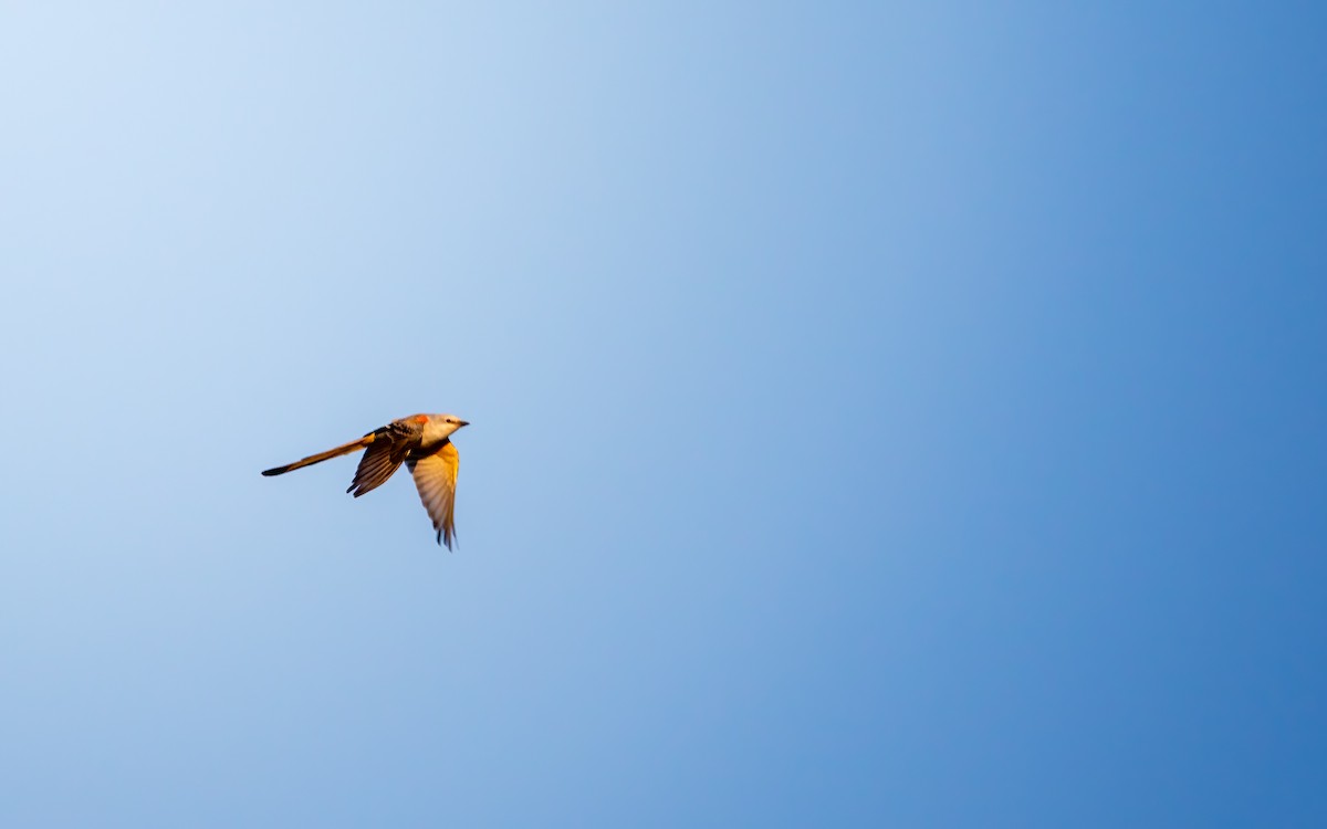 Scissor-tailed Flycatcher - ML641310524