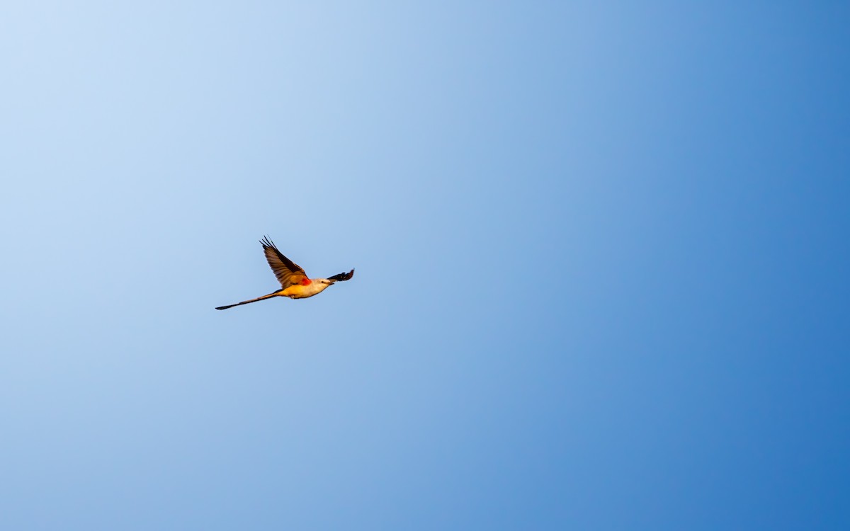Scissor-tailed Flycatcher - ML641310530