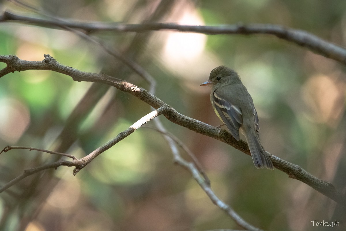 Plain-crested Elaenia - ML641310535
