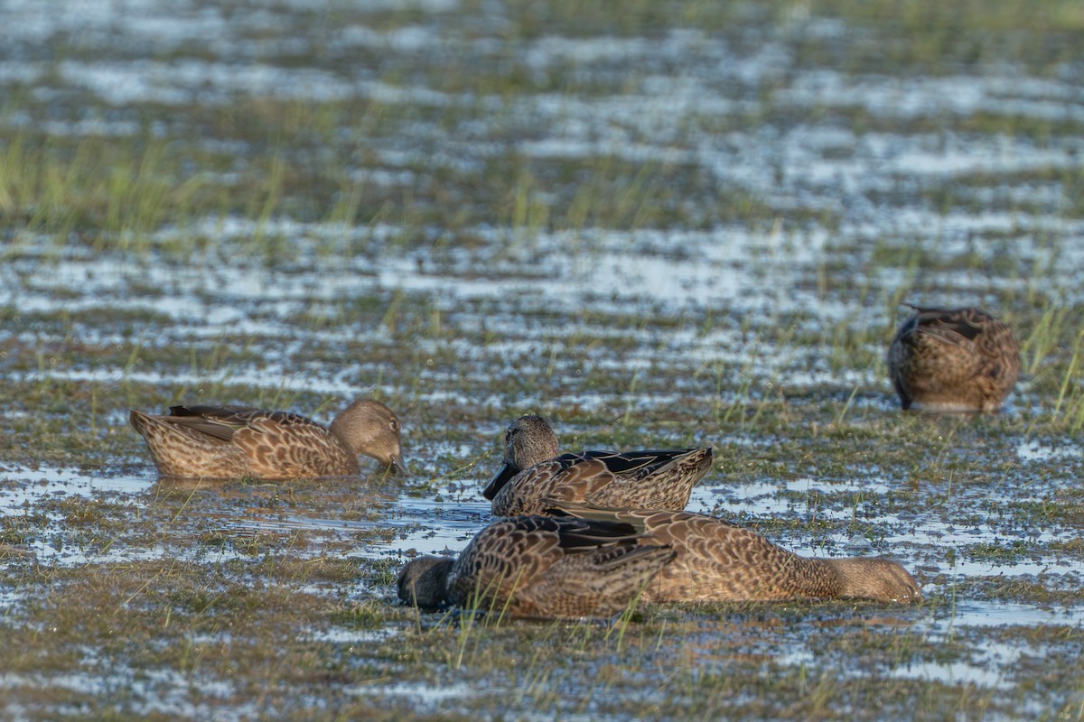 Blue-winged Teal - ML641310538