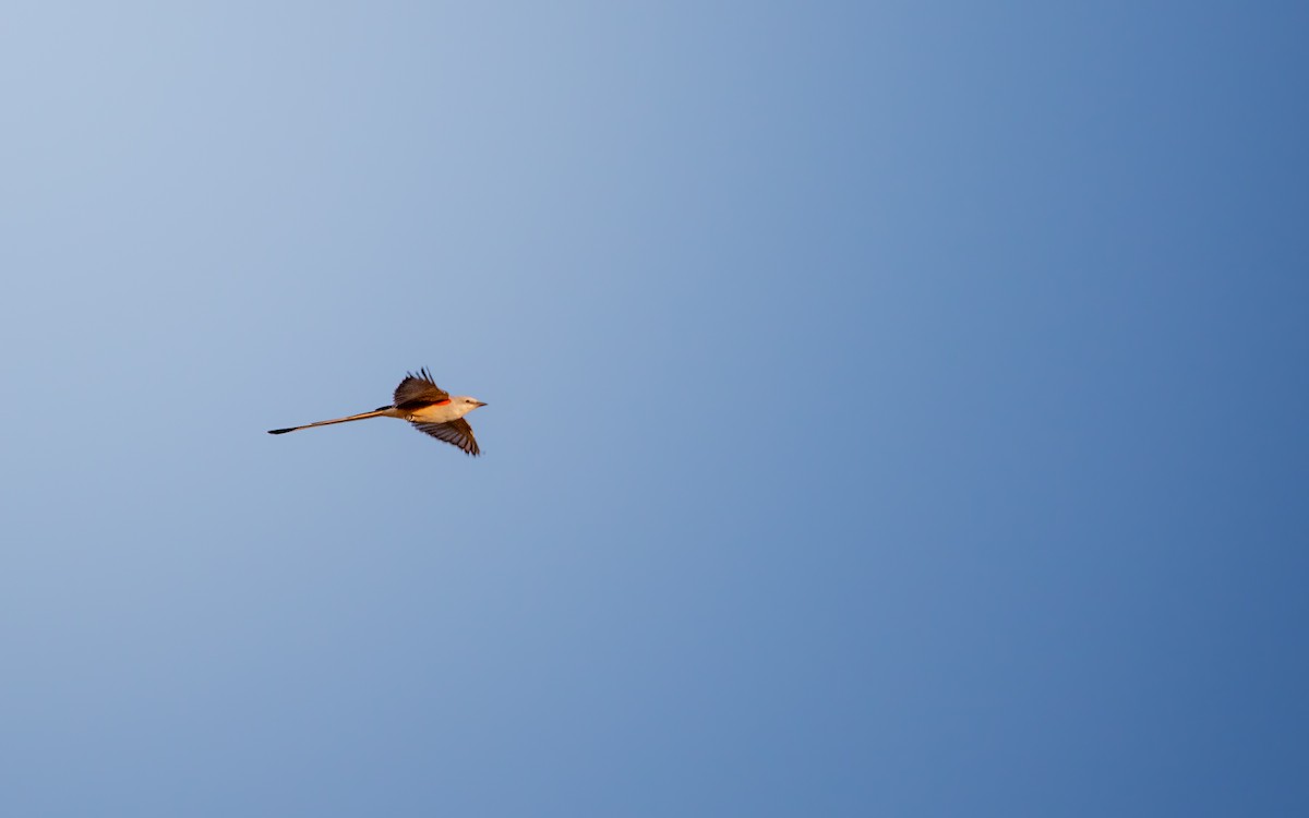 Scissor-tailed Flycatcher - ML641310557
