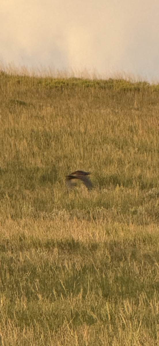 Greater Prairie-Chicken - ML641310563