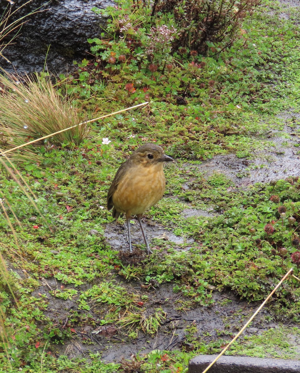 Tawny Antpitta - ML641310658