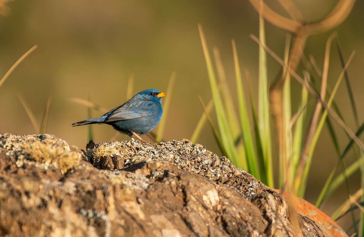 Blue Finch - ML641310755