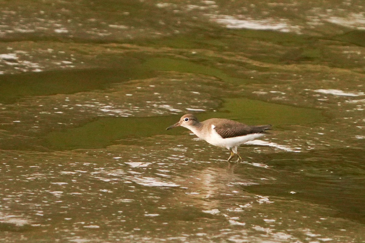 Spotted Sandpiper - ML641310794