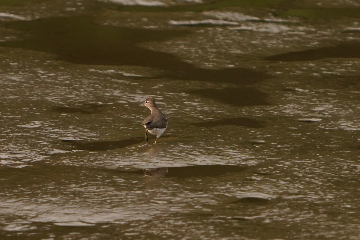 Spotted Sandpiper - ML641310795