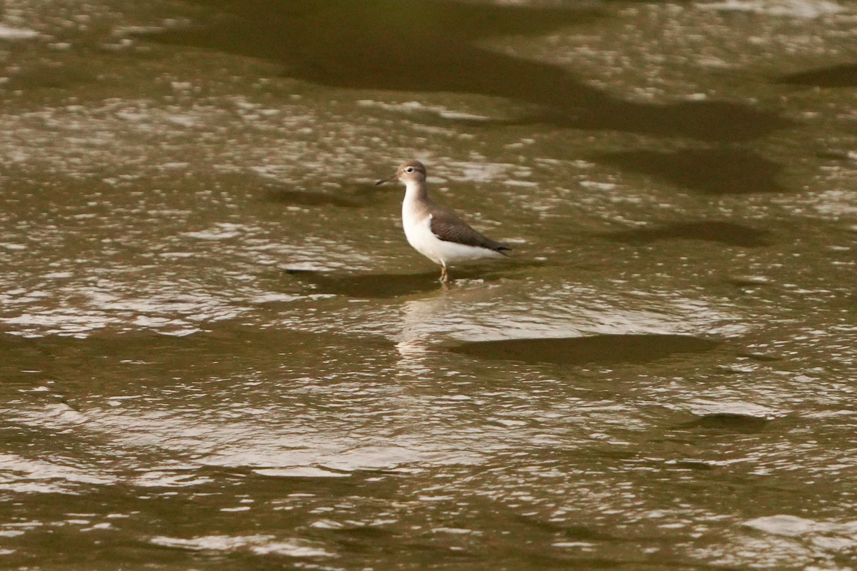 Spotted Sandpiper - ML641310796