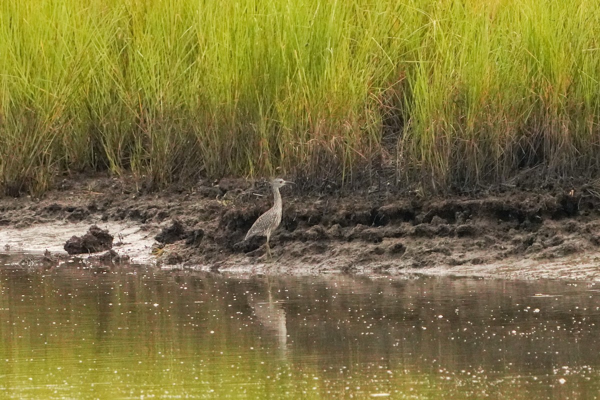 Yellow-crowned Night Heron - ML641310825