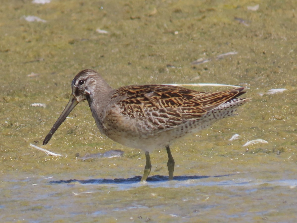kortnebbekkasinsnipe - ML641310831