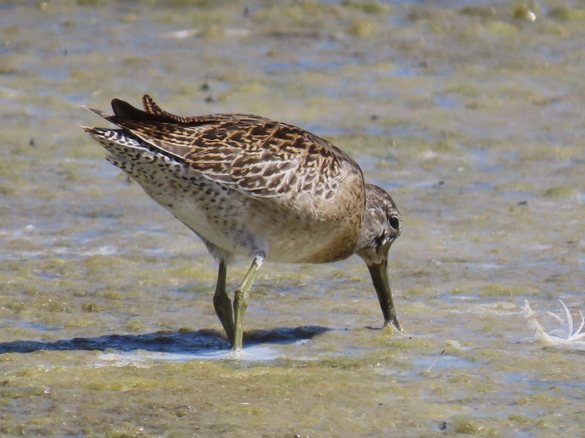 kortnebbekkasinsnipe - ML641310832